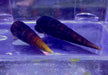 Cappuccino-Turmdeckelschnecke - Faunus sp. aqua-teck