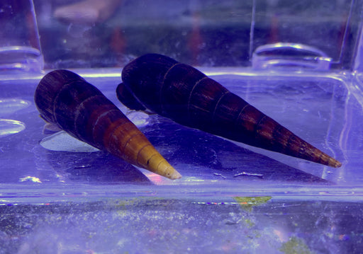 Cappuccino-Turmdeckelschnecke - Faunus sp. aqua-teck