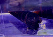 Cappuccino-Turmdeckelschnecke - Faunus sp. aqua-teck