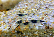 Carbon Rili  Blue Rili Zwerggarnele - Neocaridina davidi 'carbon rili'