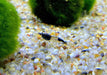 Carbon Rili  Blue Rili Zwerggarnele - Neocaridina davidi 'carbon rili'