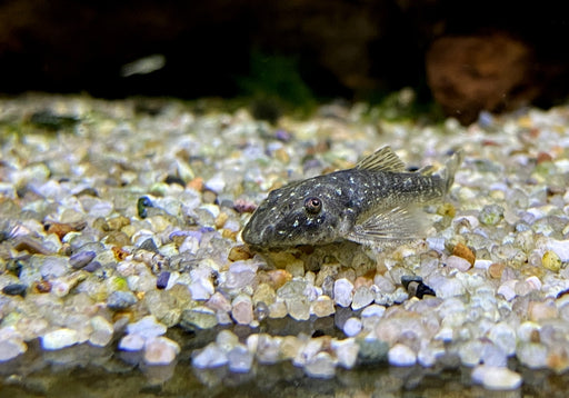 Ceara-Zwerg-Otocinclus - Parotocinclus cearensis
