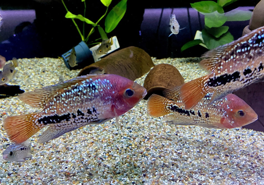 Quetzalbuntbarsch - Cichlasoma Vieja synspilum "BLUE SPOTTED" aqua-teck