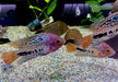 Quetzalbuntbarsch - Cichlasoma Vieja synspilum "BLUE SPOTTED" aqua-teck