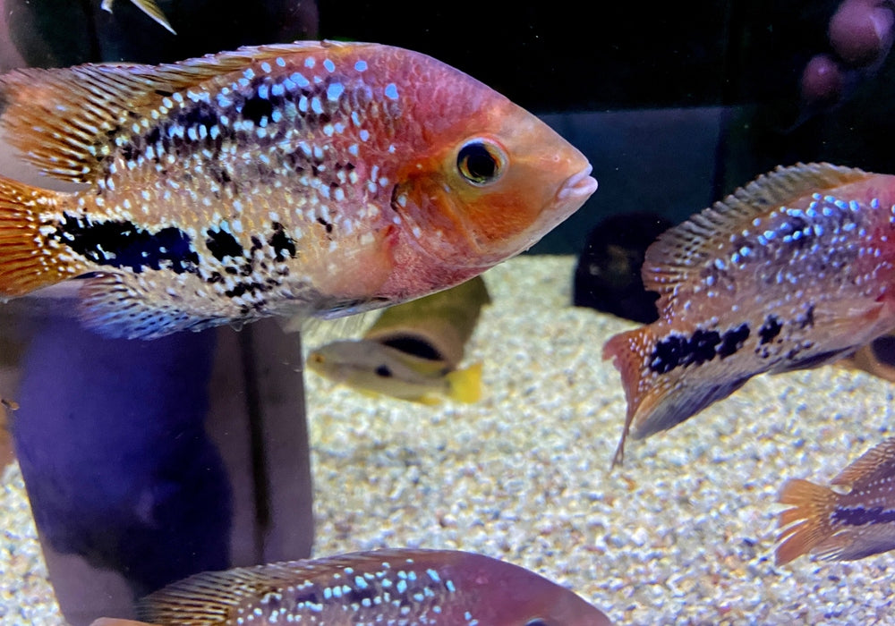 Quetzalbuntbarsch - Cichlasoma Vieja synspilum "BLUE SPOTTED" aqua-teck