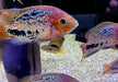 Quetzalbuntbarsch - Cichlasoma Vieja synspilum "BLUE SPOTTED" aqua-teck