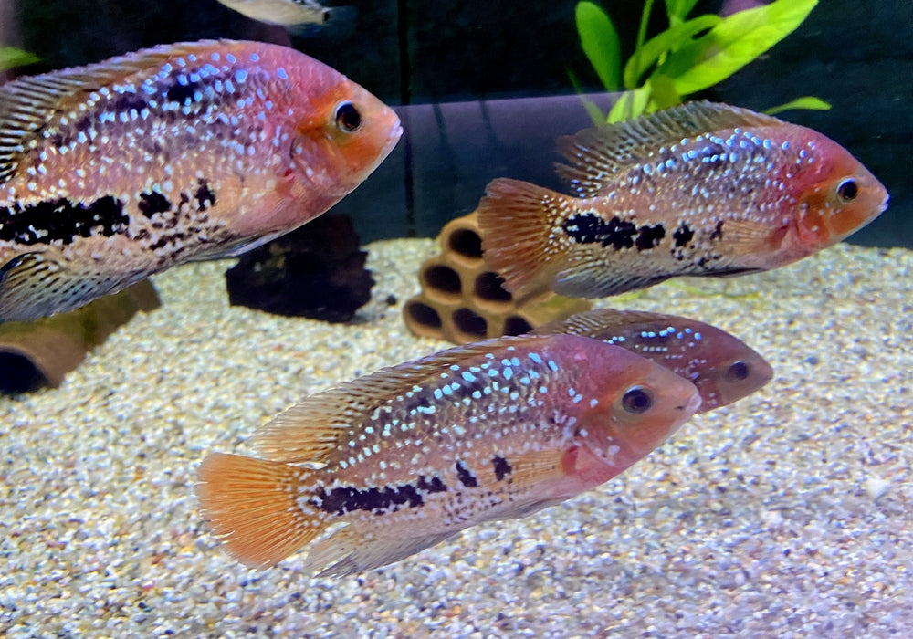 Quetzalbuntbarsch - Cichlasoma Vieja synspilum "BLUE SPOTTED" aqua-teck