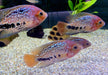 Quetzalbuntbarsch - Cichlasoma Vieja synspilum "BLUE SPOTTED" aqua-teck