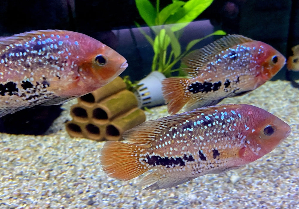 Quetzalbuntbarsch - Cichlasoma Vieja synspilum "BLUE SPOTTED" aqua-teck