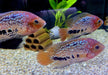 Quetzalbuntbarsch - Cichlasoma Vieja synspilum "BLUE SPOTTED" aqua-teck