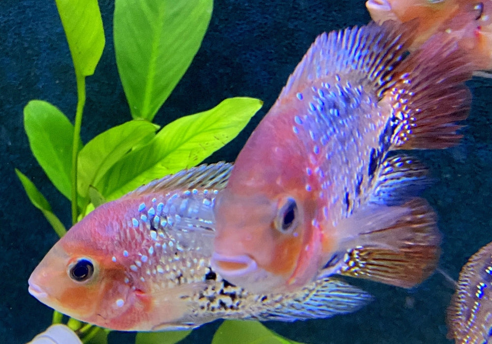 Quetzalbuntbarsch - Cichlasoma Vieja synspilum "BLUE SPOTTED" aqua-teck