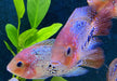 Quetzalbuntbarsch - Cichlasoma Vieja synspilum "BLUE SPOTTED" aqua-teck