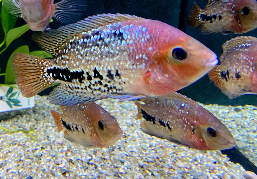 Quetzalbuntbarsch - Cichlasoma Vieja synspilum "BLUE SPOTTED" aqua-teck