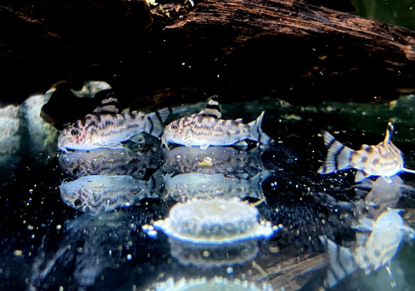 Corydoras CW111 - Zebra-Panzerwels