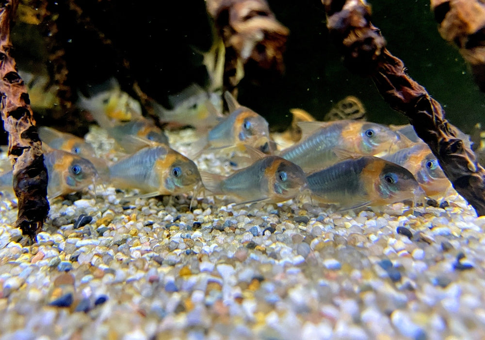 Dreieckspanzerwels (XL) - Corydoras eques