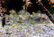 Dreieckspanzerwels (XL) - Corydoras eques