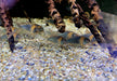 Dreieckspanzerwels (XL) - Corydoras eques