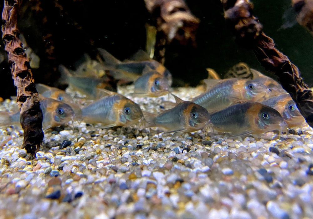 Dreieckspanzerwels (XL) - Corydoras eques