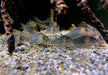 Dreieckspanzerwels (XL) - Corydoras eques