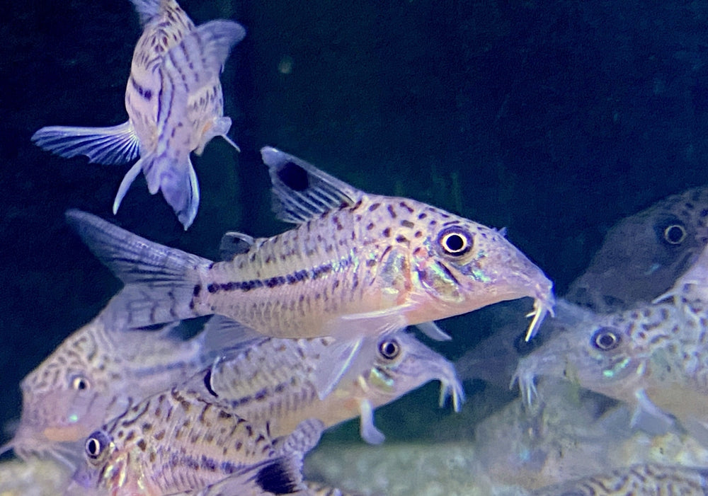 Leopard-Panzerwels - Brochis Corydoras leopardus aqua-teck