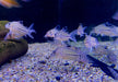 Leopard-Panzerwels - Brochis Corydoras leopardus aqua-teck