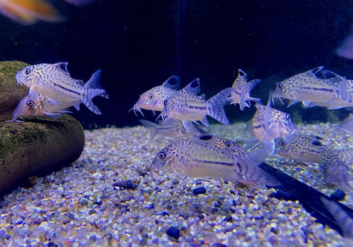 Leopard-Panzerwels - Brochis Corydoras leopardus aqua-teck