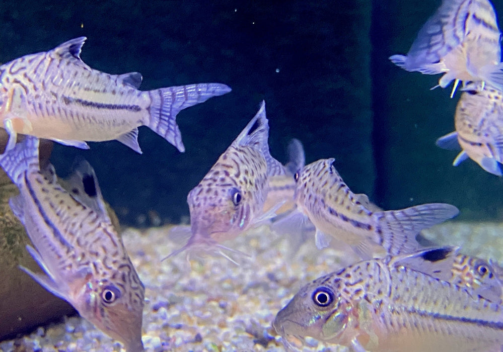 Leopard-Panzerwels - Brochis Corydoras leopardus aqua-teck