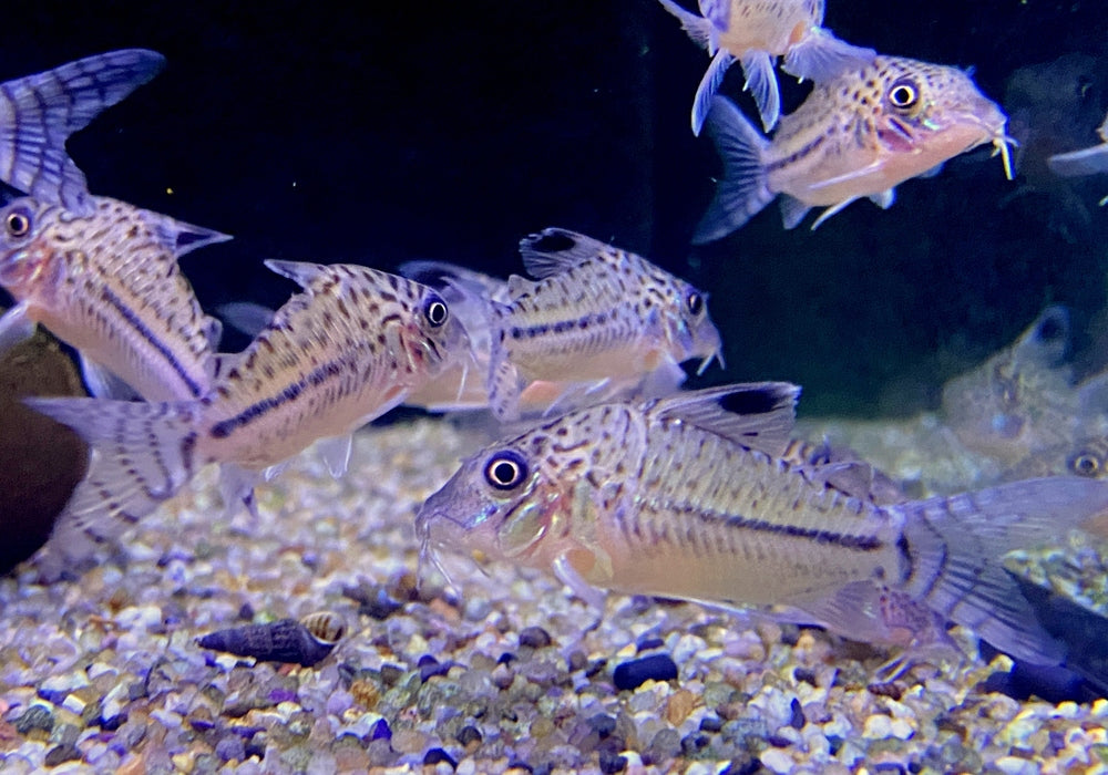 Leopard-Panzerwels - Brochis Corydoras leopardus aqua-teck