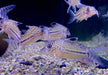 Leopard-Panzerwels - Brochis Corydoras leopardus aqua-teck
