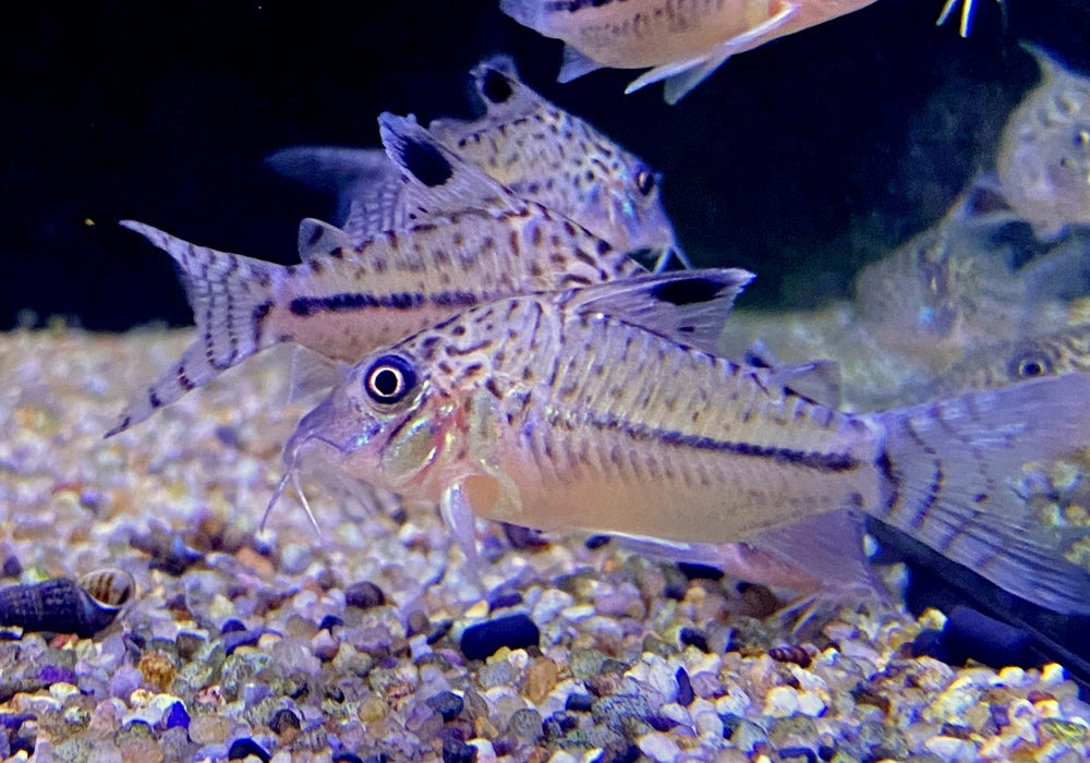 Leopard-Panzerwels - Brochis Corydoras leopardus aqua-teck
