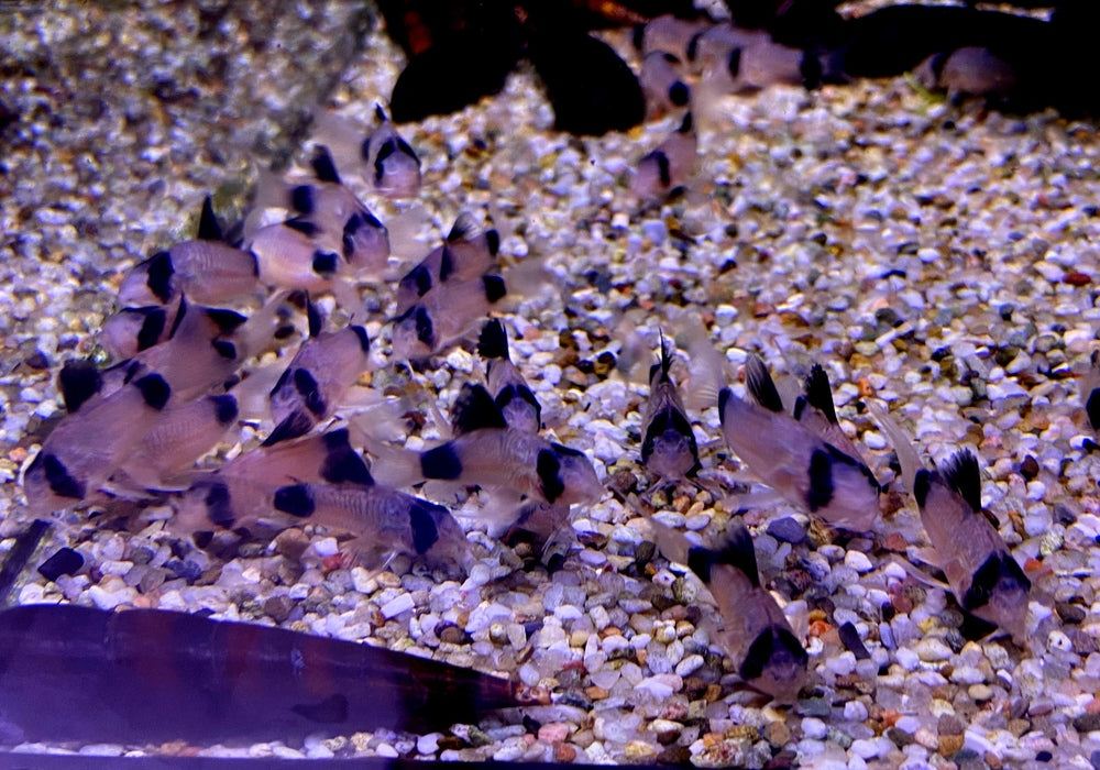 Panda-Panzerwels - Hoplisoma Corydoras panda aqua-teck