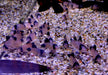 Panda-Panzerwels - Hoplisoma Corydoras panda aqua-teck