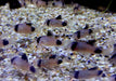 Panda-Panzerwels - Hoplisoma Corydoras panda aqua-teck