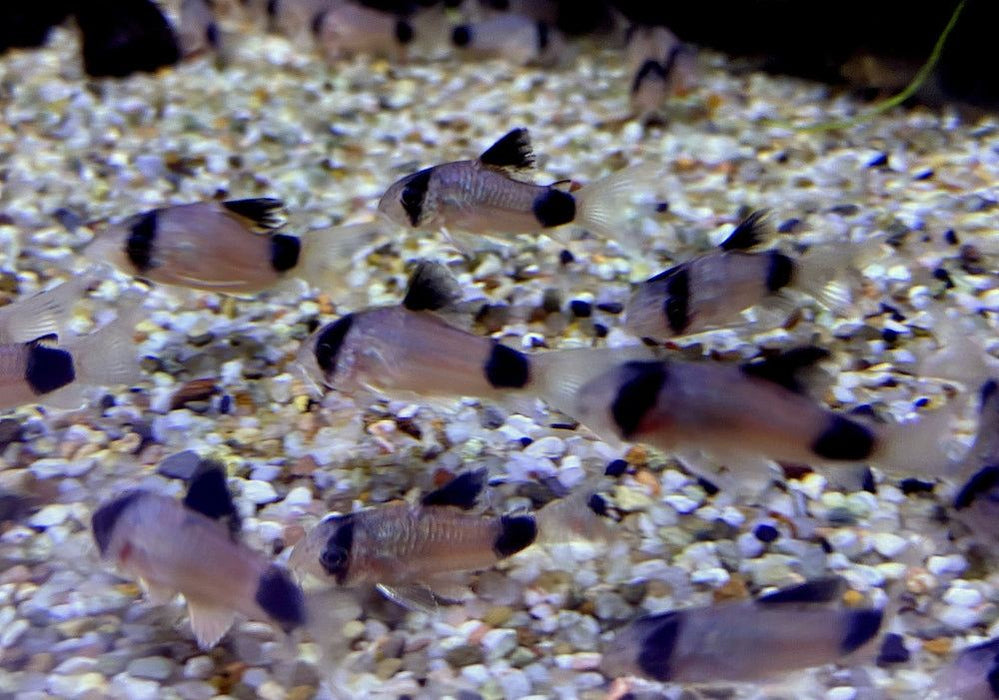 Panda-Panzerwels - Hoplisoma Corydoras panda aqua-teck