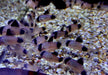 Panda-Panzerwels - Hoplisoma Corydoras panda aqua-teck