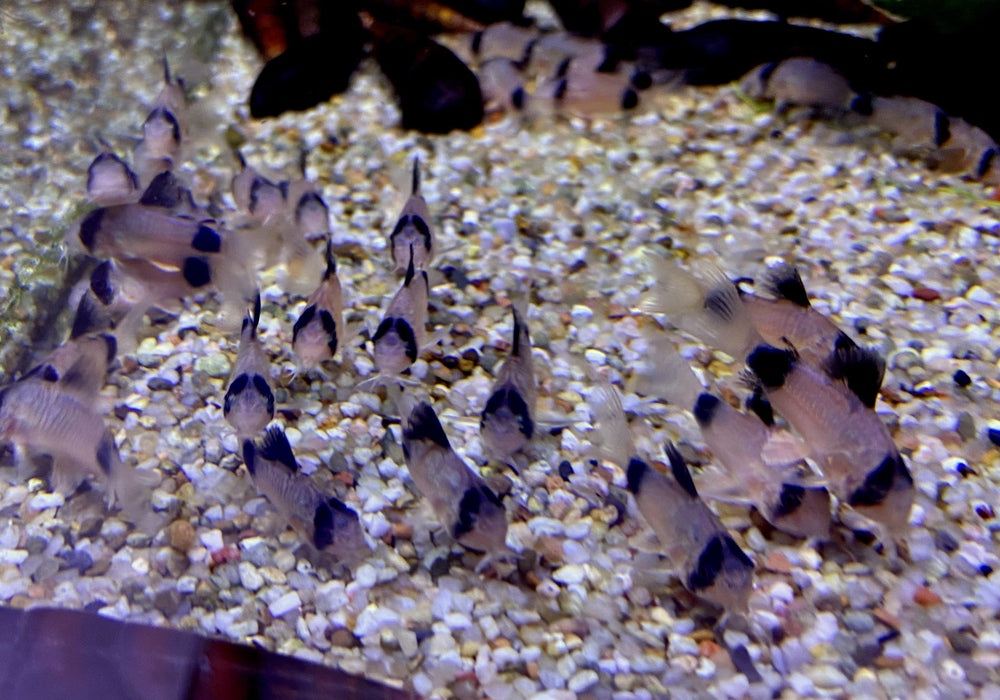 Panda-Panzerwels - Hoplisoma Corydoras panda aqua-teck