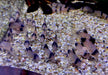 Panda-Panzerwels - Hoplisoma Corydoras panda aqua-teck