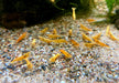 Crested Creme Garnele - Neocaridina davidi