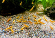 Crested Creme Garnele - Neocaridina davidi