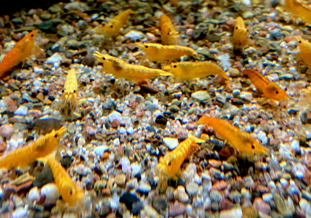 Crested Creme Garnele - Neocaridina davidi