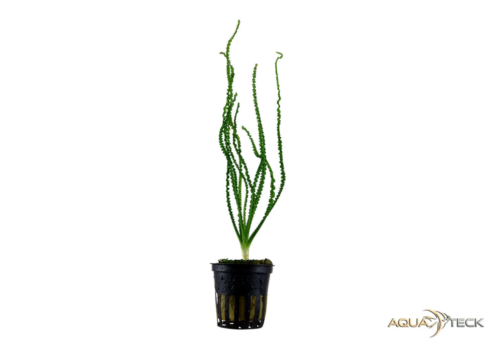 Crinum calamistratum aqua-teck
