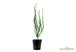 Crinum calamistratum aqua-teck