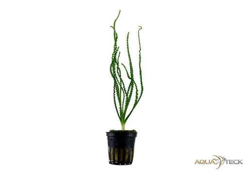 Crinum calamistratum aqua-teck