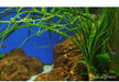 Crinum calamistratum aqua-teck