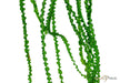 Crinum calamistratum aqua-teck