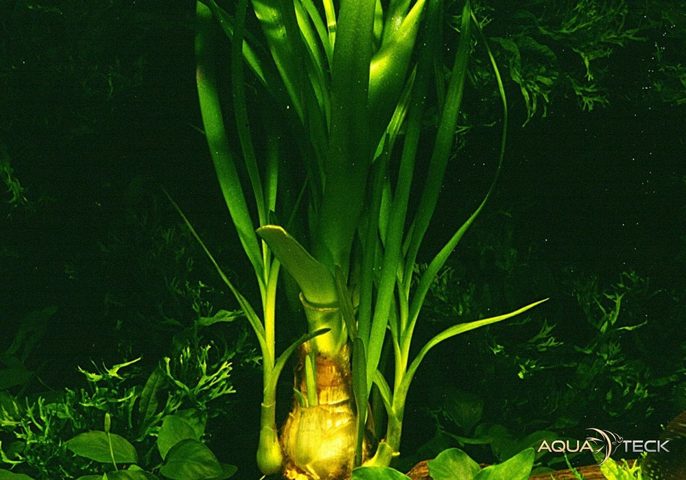 Crinum thaianum XL aqua-teck