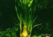 Crinum thaianum XL aqua-teck
