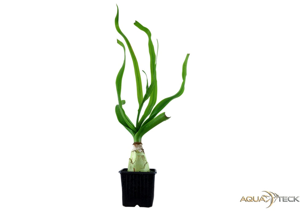 Crinum thaianum XL aqua-teck