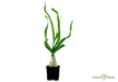 Crinum thaianum XL aqua-teck