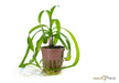 Crinum thaianum aqua-teck